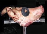Schweinekopf